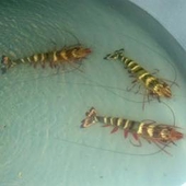 SSA không đủ khả năng xoá bỏ thuế CBPG áp cho tôm nhập khẩu từ Thái Lan