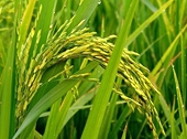 Thị trường xuất khẩu nào cho hạt gạo Việt Nam? 