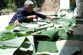 Chuối sẽ là mặt hàng xuất khẩu chủ lực?