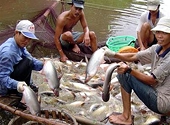 Lại thêm khó khăn cho cá tra, basa Việt Nam khi vào Mỹ