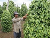 Mỹ sẽ kiểm tra tiêu xuất khẩu của Việt Nam