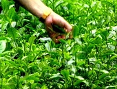 Xuất khẩu chè tăng cả lượng và giá