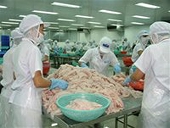 Cấp chứng nhận cho cá tra xuất khẩu còn chậm