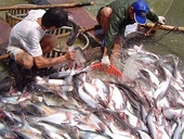 Từ 12/4, xuất khẩu cá tra phải có giấy chứng nhận chất lượng an toàn vệ sinh thực phẩm