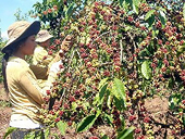Cà phê Việt thu hút doanh nghiệp nhập khẩu Mỹ