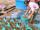 Xuất khẩu tôm sang Mỹ đắt hàng sau vụ tràn dầu