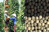 Giá hạt tiêu xuất khẩu có thể sẽ tiếp tục tăng