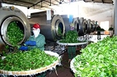 Đón cơ hội khi Myanmar chính thức mở cửa thị trường
