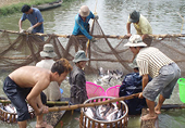 Thành lập hiệp hội “cứu” cá tra