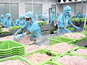 Tôm xuất khẩu đạt hơn 700 triệu USD