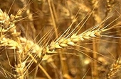 Nhập khẩu lúa mỳ tăng đột biến 
