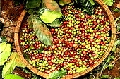 Algeri chuộng nông sản Việt Nam