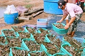 Tôm nguyên liệu thiếu triền miên