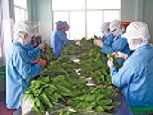 Thị trường Nhật đang chuộng thực phẩm Việt Nam 