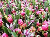Chi Lê chuẩn bị cử đoàn kiểm tra cơ sở đóng gói và chiếu xạ thanh long của Việt Nam
