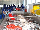 Cá tra, basa xuất khẩu phải sử dụng tên basa