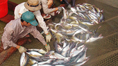 Cứu cá tra bằng giá sàn