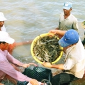 Có khả năng thắng vụ kiện tôm