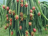 Xuất khẩu nông sản sang Chile: chú ý yêu cầu chất lượng