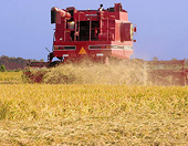 Giá lúa mì tăng do Nga gia hạn quyết định ngừng nhập khẩu 