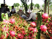 Hàn Quốc mở cửa cho thanh long Việt Nam