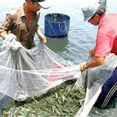 Xuất khẩu tôm: Khó khăn chồng khó khăn