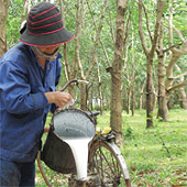 Giá cao su xuất khẩu tăng kỷ lục