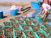 Mỹ tiếp tục áp thuế chống bán phá giá với tôm Việt Nam