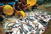 WWF Việt Nam sẽ tham gia giải quyết vấn đề cá tra 