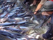 WWF đưa cá Tra vào danh sách đỏ