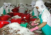 Kết thúc phần tranh tụng vụ kiện tôm VN tại WTO 