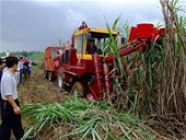 Ấn Độ ngưng xuất khẩu hành