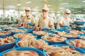 Cá tra Việt Nam có khả năng bị áp thuế cao tại Brazil 