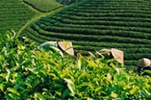 Xuất khẩu chè của Việt Nam đang tăng dần về “chất”