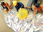Gia nhập WTO - bốn năm nhìn lại