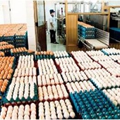Trứng gia cầm của Việt Nam có thể bị cấm nhập vào Hong Kong