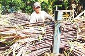 Giảm nhập khẩu đường trong năm 2011