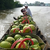 Lo trái cây ngoại tràn ngập
