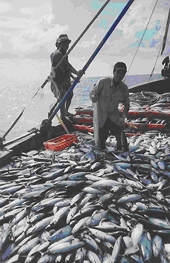 Xuất khẩu cá ngừ năm 2010 và xu hướng năm 2011