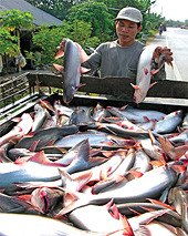 Mỹ hoãn đưa quyết định cuối định nghĩa cá da trơn