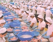 Xuất khẩu cá tra sang Braxin đang gặp khó