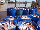 VASEP và NFI phản đối USDA thanh tra cá da trơn nhập khẩu 
