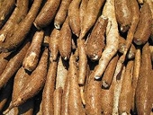 Triển vọng ngành sắn 2011