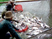 Thượng nghị sĩ Mỹ vận động bỏ hạn chế nhập cá da trơn VN