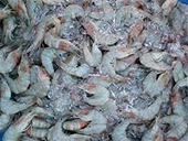 Lũ lụt ảnh hưởng xuất khẩu tôm của Thái Lan