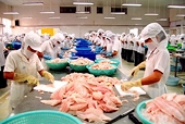 Cá tra gặp khó tại thị trường Braxin