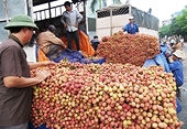 Xuất khẩu 2011: Thị trường Trung Quốc còn nhiều dư địa 