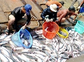Cá tra, basa Việt Nam vào thị trường Mỹ: “Vàng thật không sợ lửa”