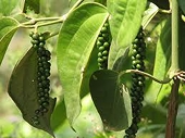 Ấn Độ dần mất vị thế trên thị trường xuất khẩu hạt tiêu thế giới 