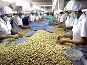 Sẽ giảm thuế nhập khẩu điều thô xuống 0%